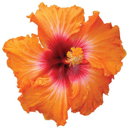 an orange and red flower on a white background