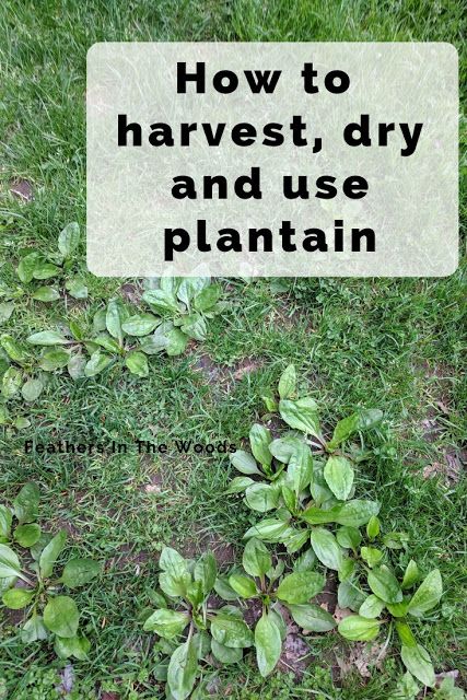 some plants that are growing out of the ground with text overlay saying how to harvest, dry and use plantain