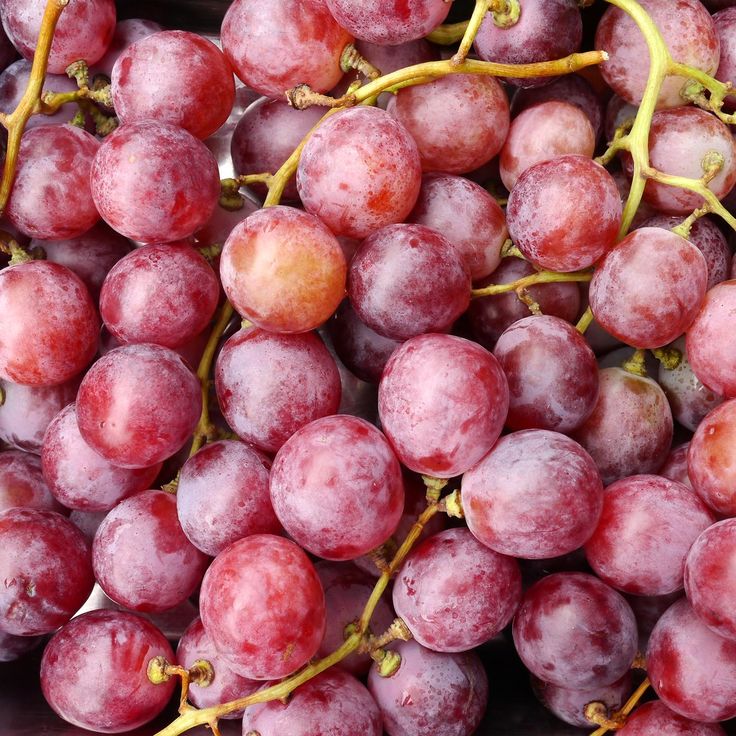 the grapes are ready to be picked from the tree