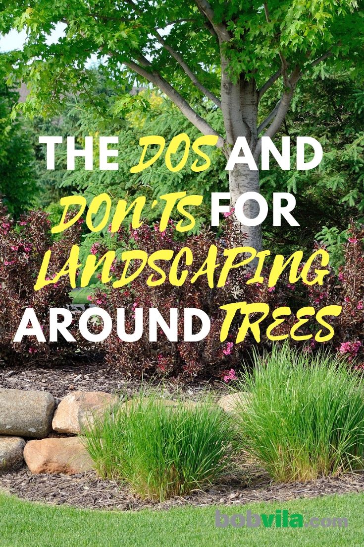 the dos and points for landscaping around trees