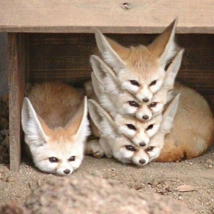 four foxes are huddled together in the sand and one is looking down at the camera