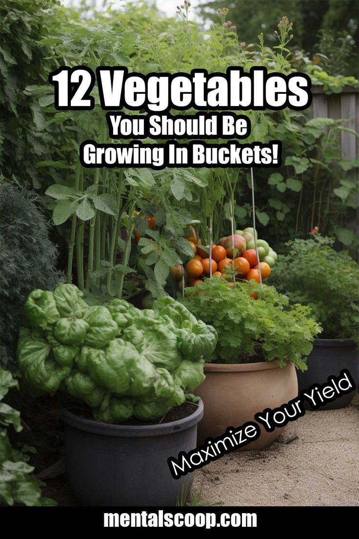 vegetables growing in buckets with text overlay that reads 12 vegetables you should be growing in buckets