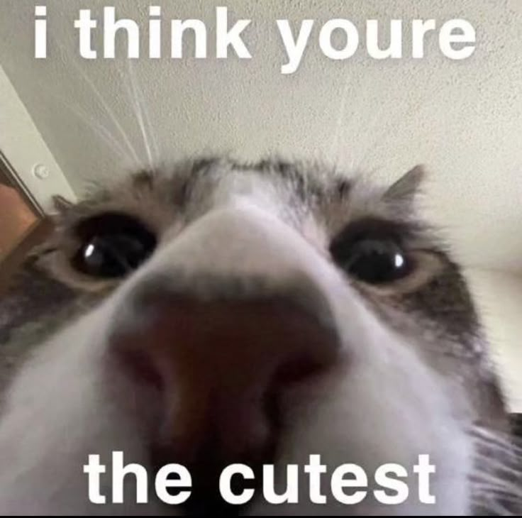 a cat looking up at the camera with its mouth open and it says i think you're the cutest thing