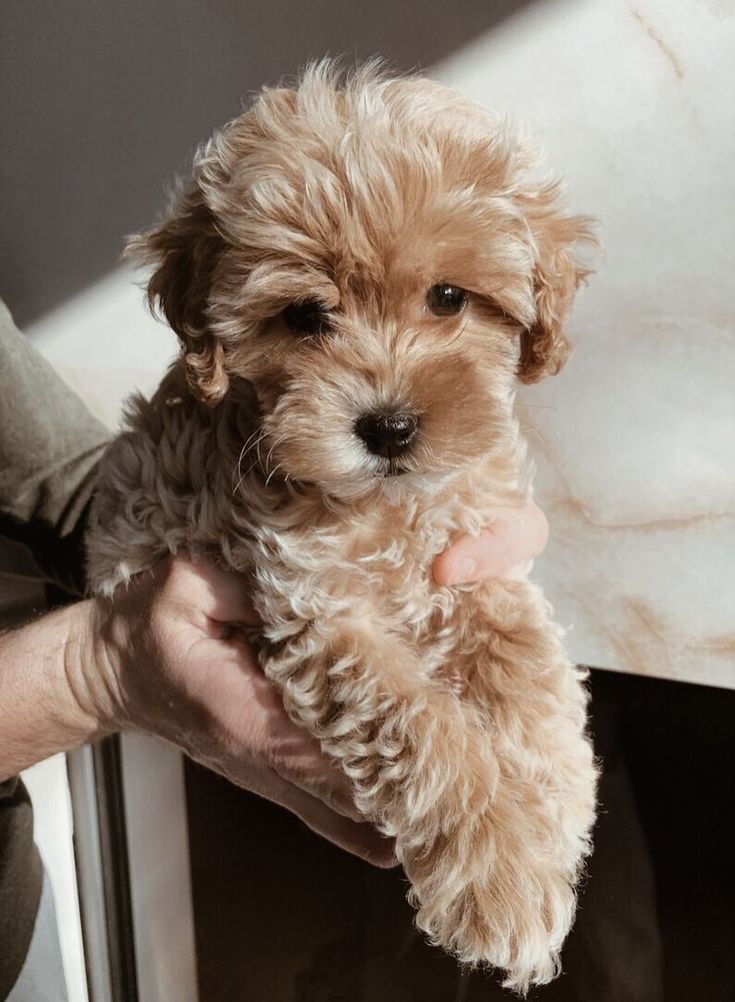 a person holding a small brown dog in their left hand and looking at the camera