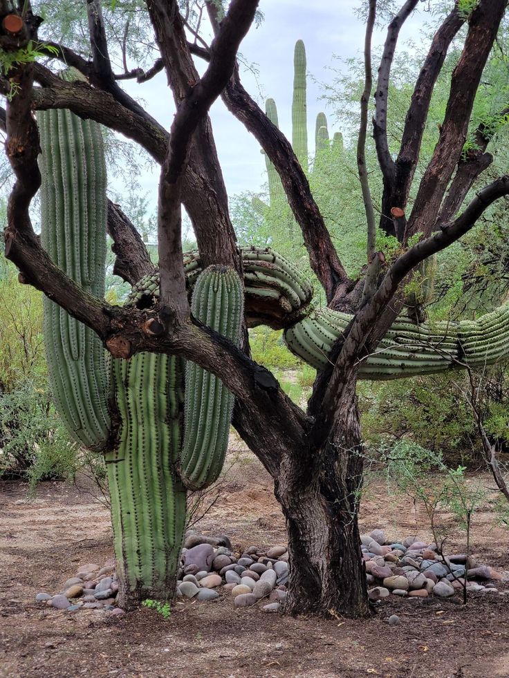 a large cactus tree in the middle of a dirt area with rocks and trees around it