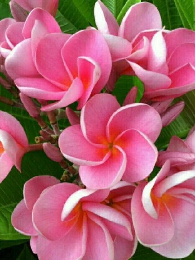 pink flowers with green leaves in the background