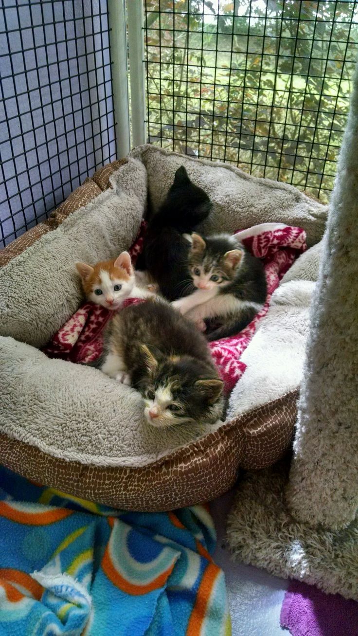 four kittens laying in a pet bed on top of a towel covered floor next to a window