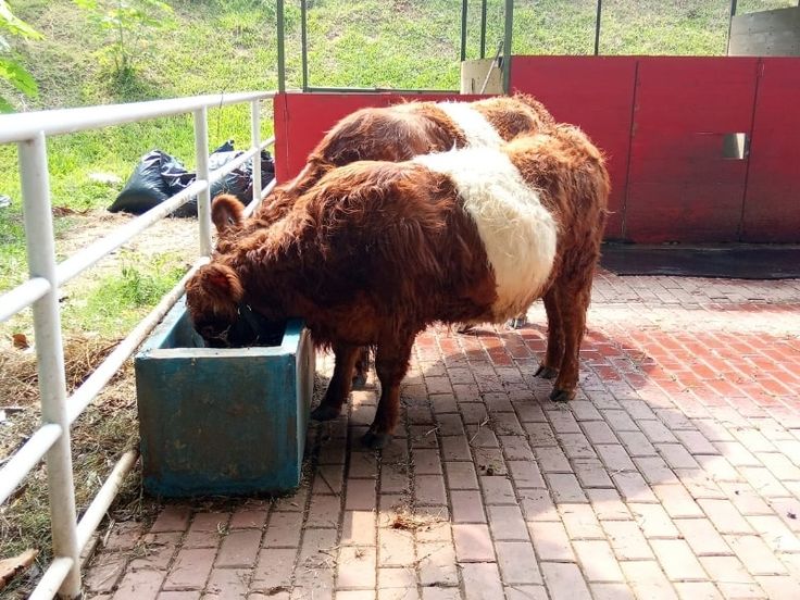 two brown and white cows eating out of a trough