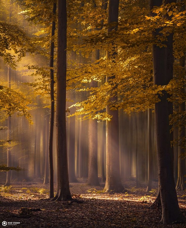 the sun is shining through the trees in the forest with yellow leaves on the ground