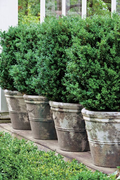 four large potted plants are lined up on the side of a house with windows in the background