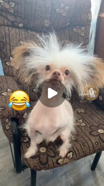 a small white dog sitting on top of a chair next to an emoticive smiley face