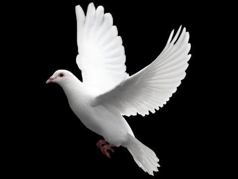 a white bird is flying in the air