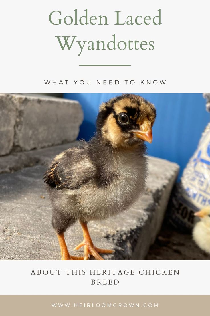 a small chicken standing on top of a cement slab next to a blue wall and water bottle