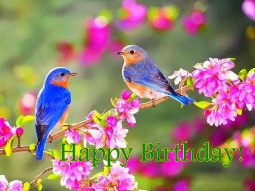 two birds sitting on top of a tree branch with pink flowers in the background,