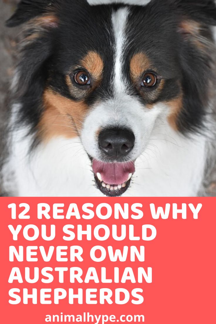 a collie dog with the words 12 reasons why you should never own australian shepherds