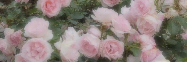 pink roses are blooming in the garden