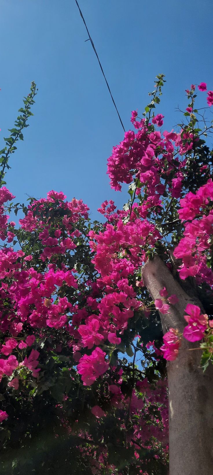 pink flowers are blooming on the branches of trees in front of a blue sky