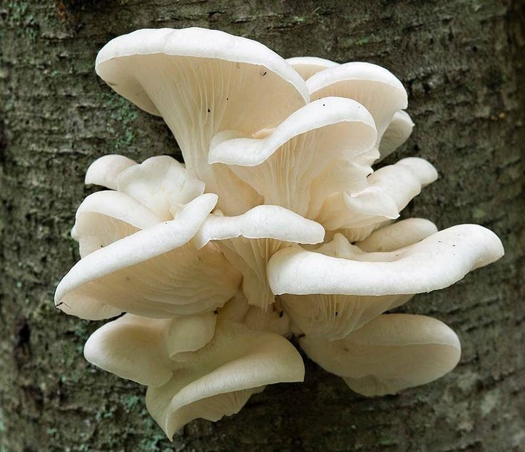 a group of mushrooms growing on the side of a tree