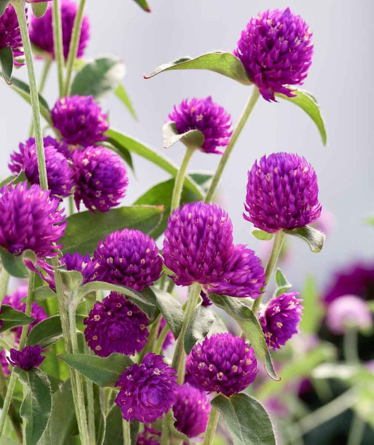 purple flowers with green leaves in the foreground