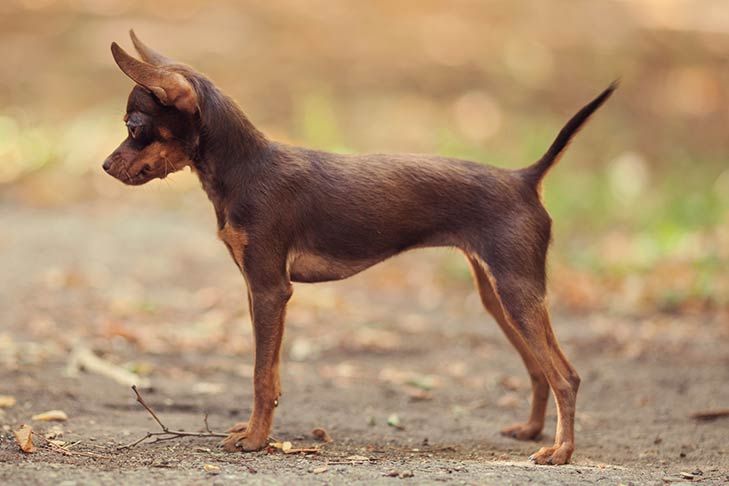 a small brown dog standing on top of a dirt road