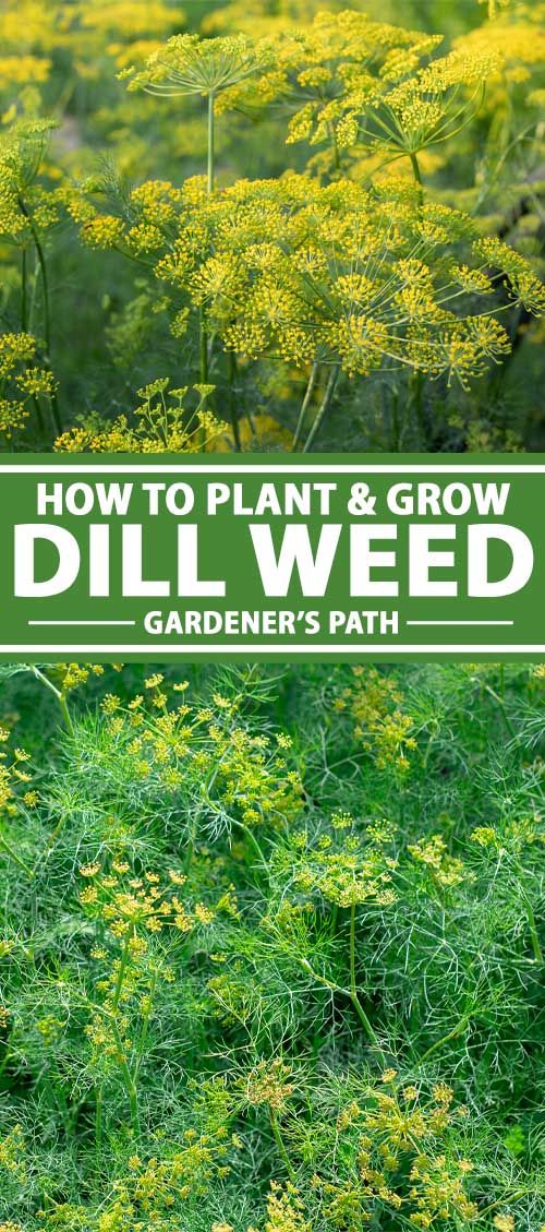 Harvest Dill, Grow Dill, How To Grow Dill, Herb Guide, Parsley Plant, Food Forest Garden, Cold Frames, Spice Garden, Eden Garden