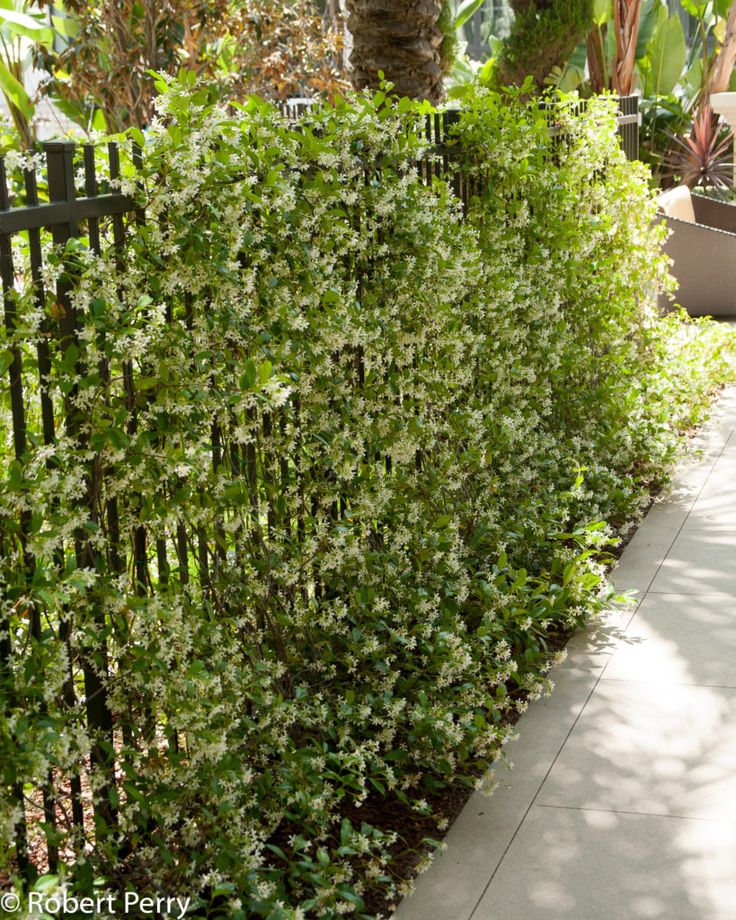 a tall green hedge next to a sidewalk and fence with plants growing on it's sides