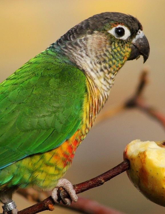 a colorful bird sitting on top of a tree branch next to an unripe apple