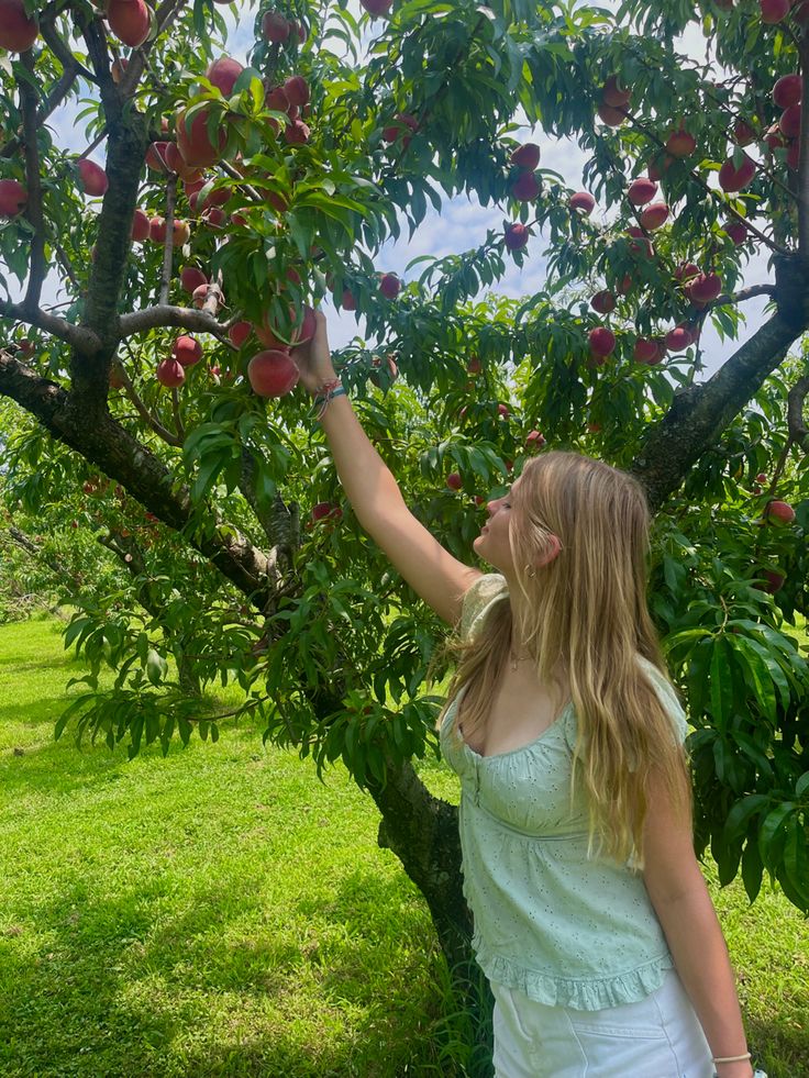 a woman picking apples from an apple tree