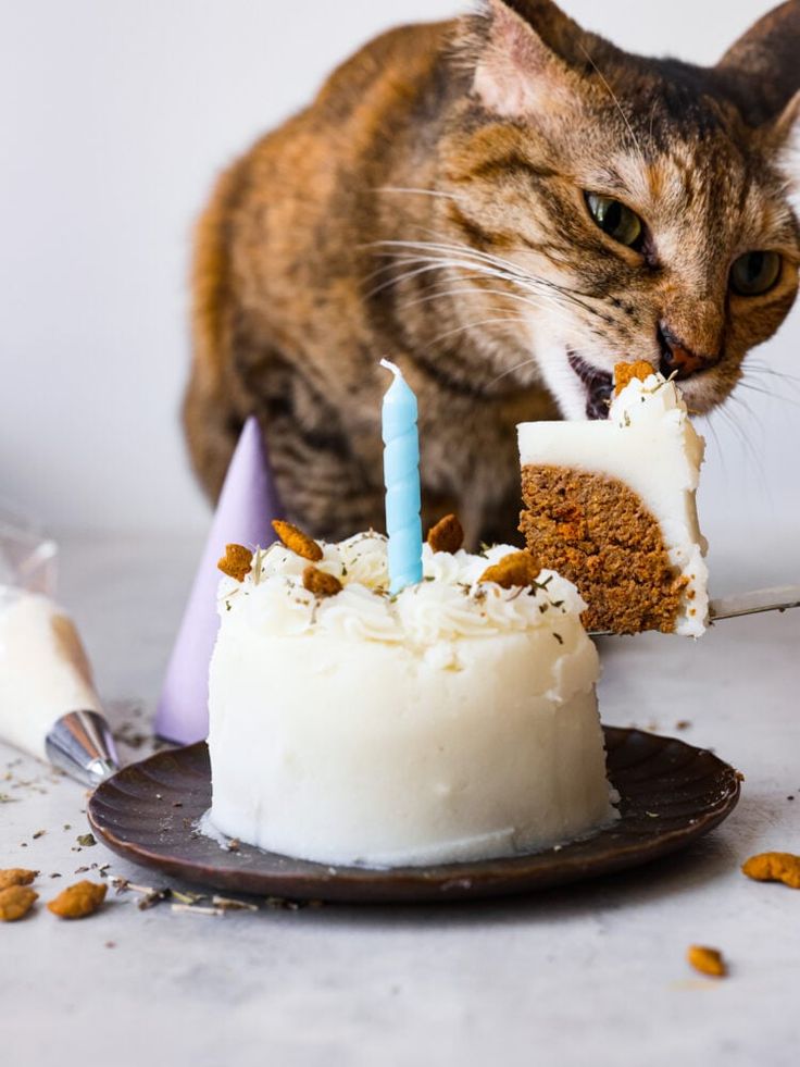 a cat standing next to a cake with candles in it's mouth and the caption reads, cat birthday cake