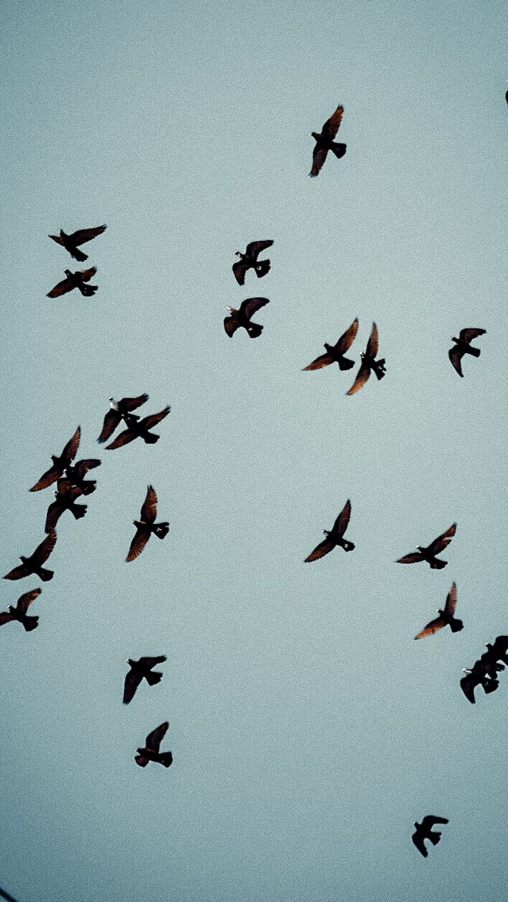 a flock of birds flying in the sky