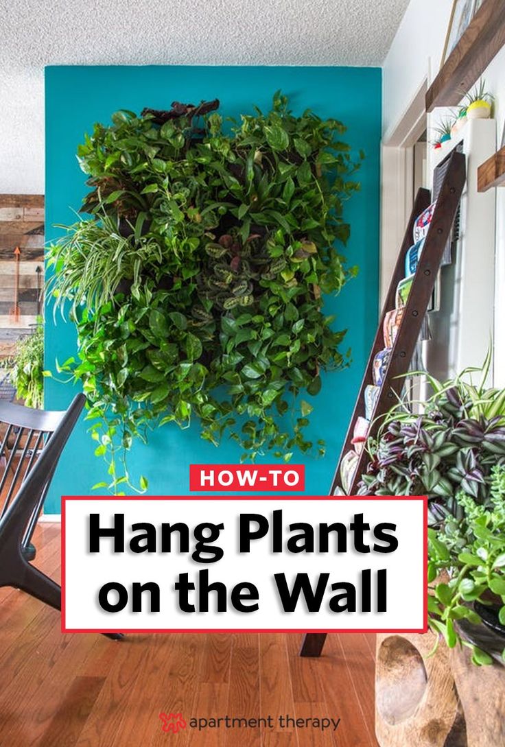 hanging plants on the wall with text overlay reading how to hang plants on the wall