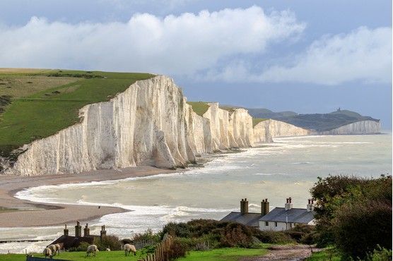 sheep graze on the grass next to white cliffs