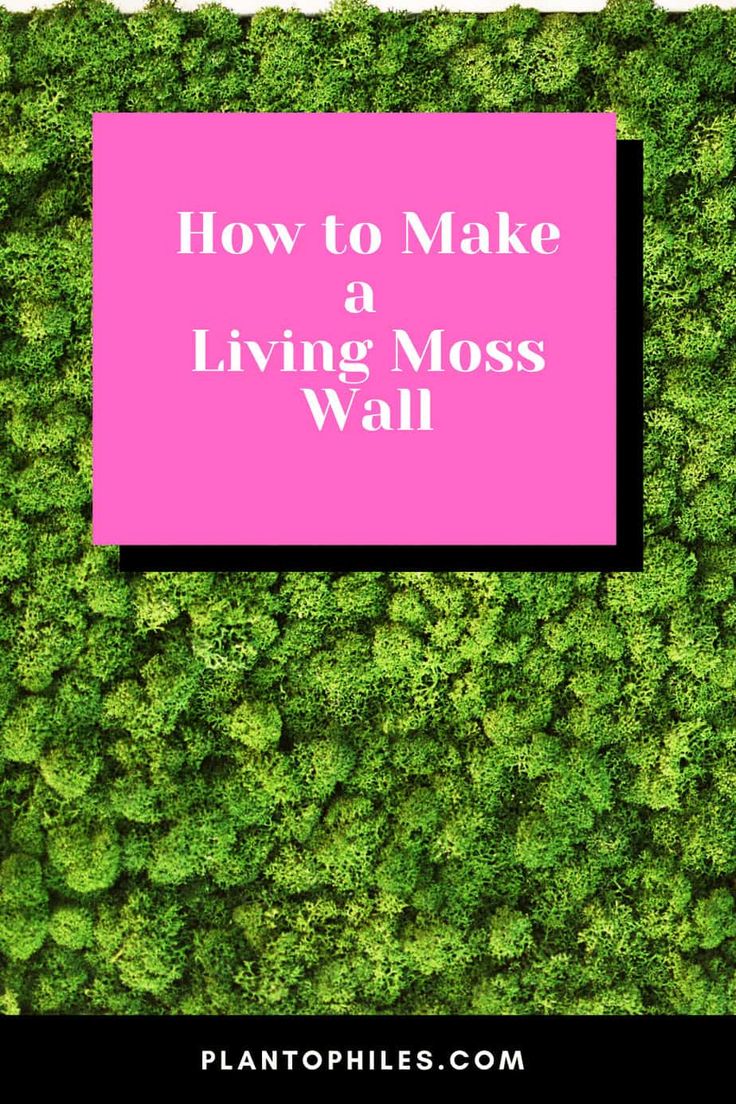 moss wall with the words how to make a living moss wall in pink over it