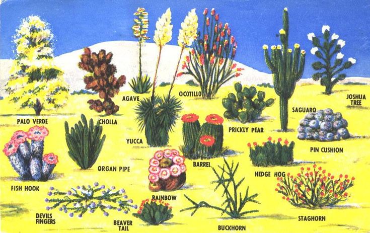 a desert scene with cactus plants and flowers in the foreground, including cacti