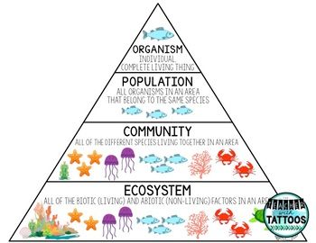 a pyramid with different types of animals and plants on it, labeled in the words