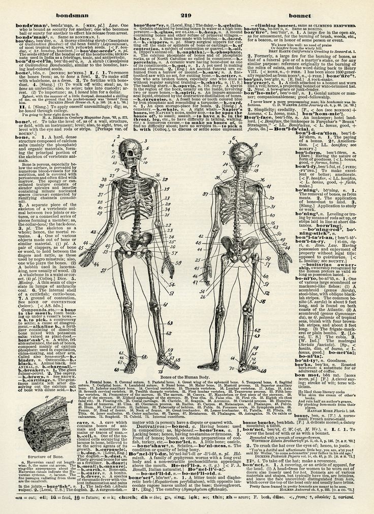 an old book page showing the skeleton and skeletal systems in human body, with text on it