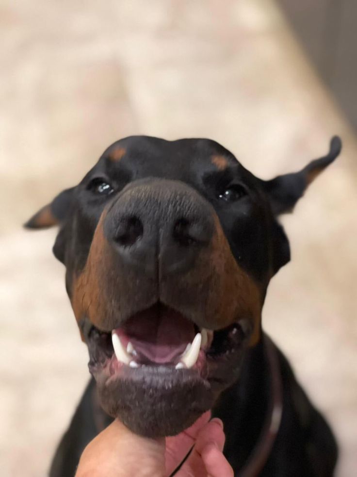 a black and brown dog with its mouth open holding something in it's hand