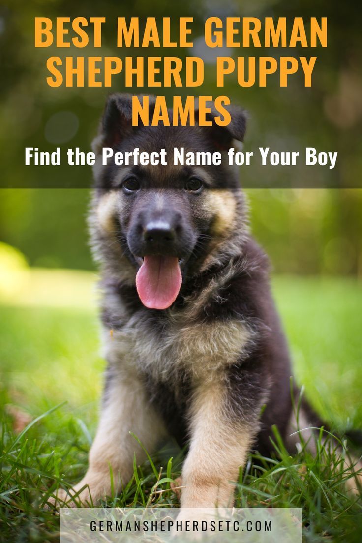 Male German Shepherd Puppy Names Cute Male Puppy Names, German Shepherd Names Male, Cool Dog Names Boys, Male Dog Names Unique, Strong Dog Names, German Dog Names, Puppy Names Unique, Rin Tin Tin, Dog Names Unique