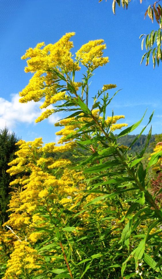 yellow flowers in the foreground and trees in the background with blue sky behind them