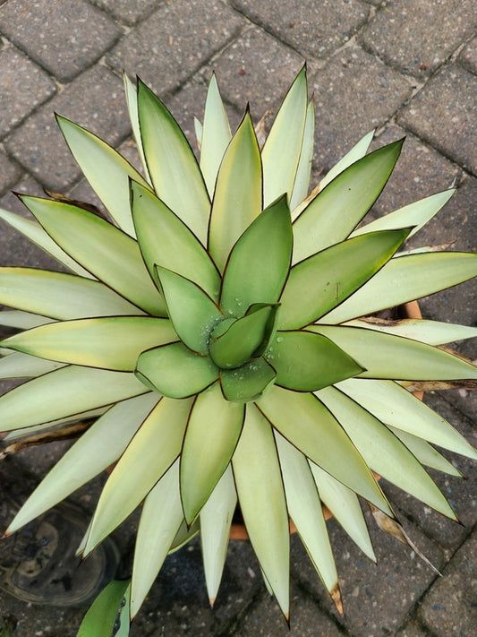 a large green plant sitting on top of a sidewalk