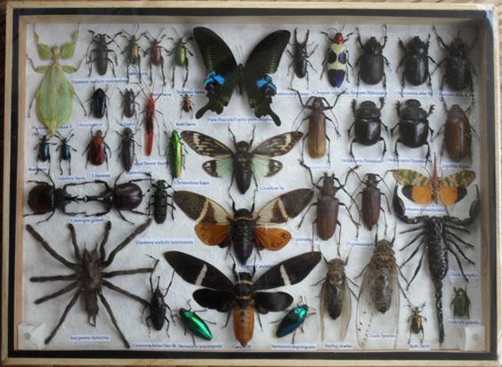 an insect display with many different kinds of bugs and insects in it's shadow box