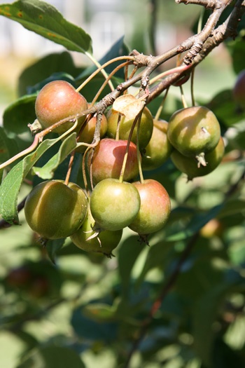 some green and red fruit hanging from a tree