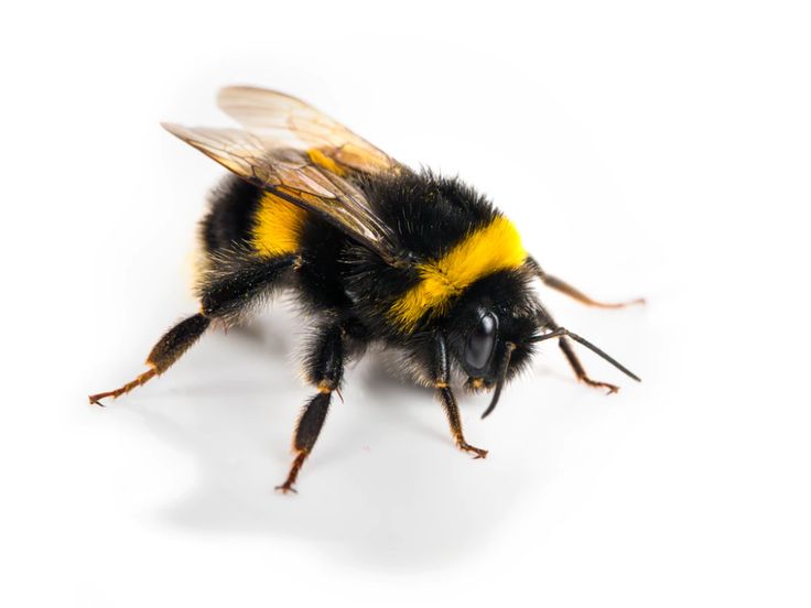 a bee with yellow and black stripes on it's body stock photo