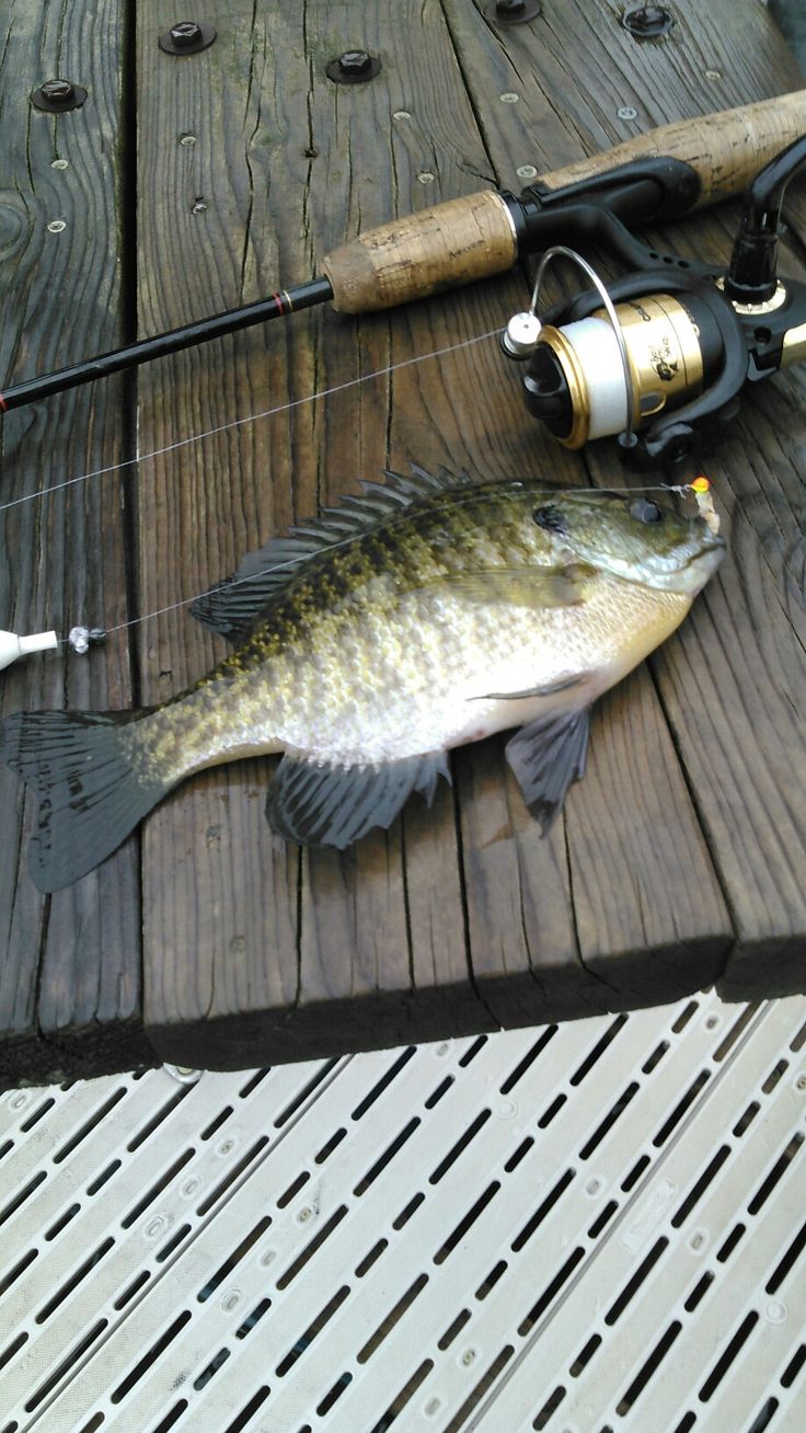 a fish that is sitting on the ground next to a fishing rod and some lures