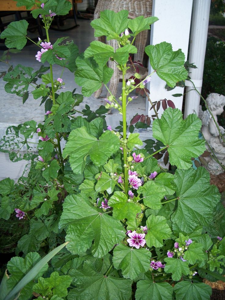 a plant with purple flowers and green leaves