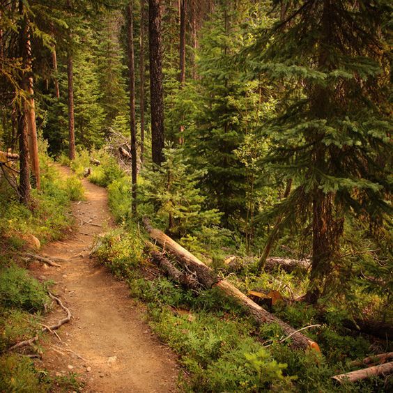 a trail in the woods with lots of trees