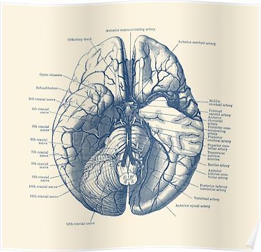 an image of the human brain in blue ink on white paper by corbi