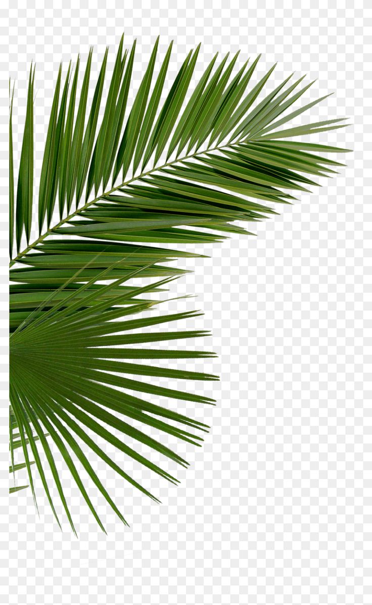 a palm leaf on a white background, with no image in the bottom right corner