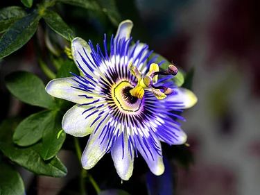 a blue and yellow flower with green leaves