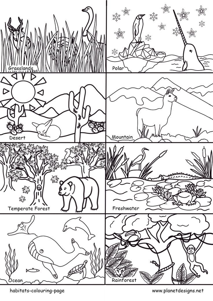 A free colouring page of 8 main Habitats of earth including: Grasslands, Polar, Desert, Mountain, Temperate Forest, Freshwater, Ocean & Rainforest. Perfect for World Habitat Day, habitat conservation & environmental studies. Designed by planetdesigns.net Animal Habitats Preschool, World Habitat Day, Temperate Forest, Habitat Activities, Color Worksheet, Grassland Habitat, Habitats Projects, Ocean Habitat, Coloring Designs